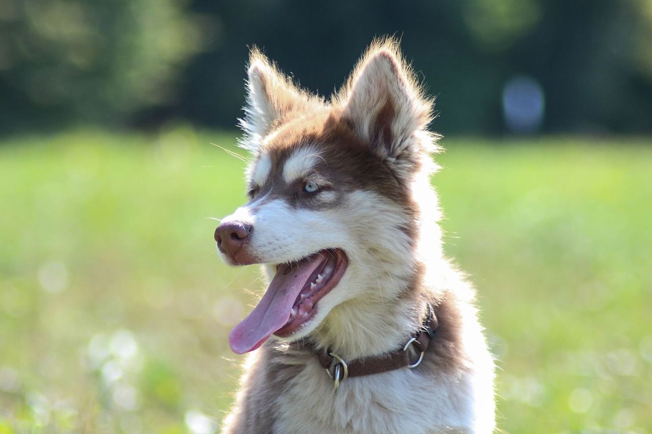 The Characteristics of Siberian Huskies